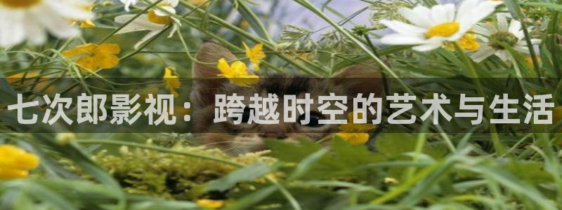 冰糖金桔的做法视频：七次郎影视：跨越时空的艺术与生活